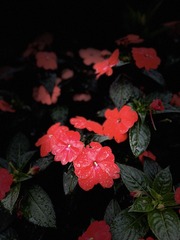 42ADFEAA-9B0A-48F1-946C-AB0264150342/L0/001