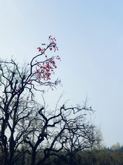 1000042612
