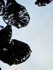 1000029794