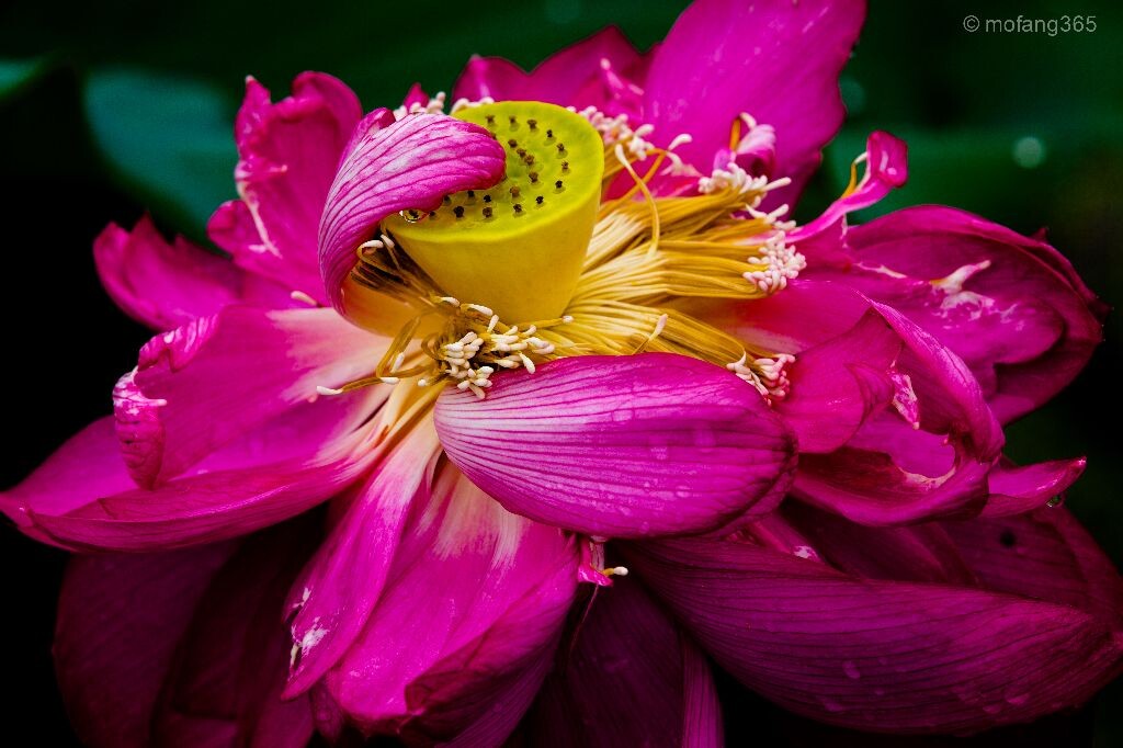羞花<br />
