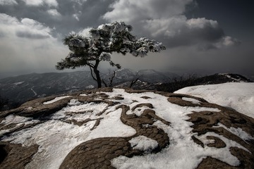 雪后，花果山上的一棵树