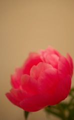 C838094C-A58E-4AAC-90A1-8E5F668E4608/L0/001
