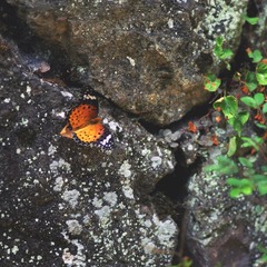 IMG-5000-34108-135
