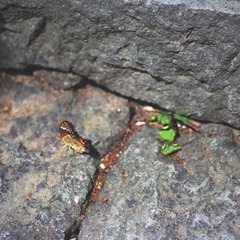 IMG-5000-34109-135