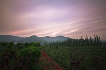 竹海风光