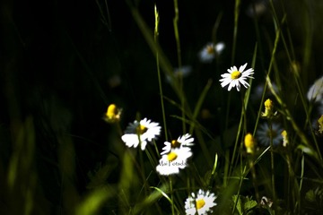 IMG_8340.jpg