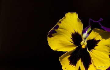 IMG_8351.jpg