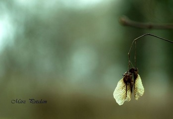 IMG_2920.jpg