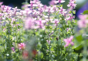 IMG_2086.jpg