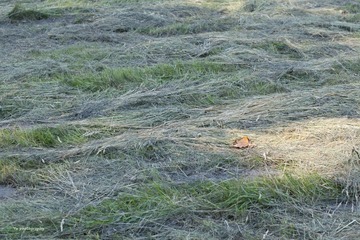 IMG_2188.jpg