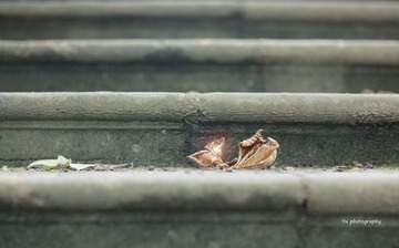 IMG_2211.jpg