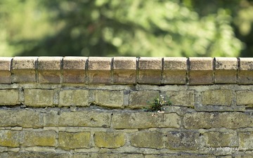 IMG_2227.jpg