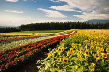 北海道美瑛的花田~