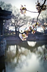 一枝儿