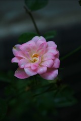 IMG_2548