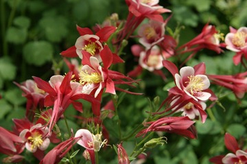 Al_00094.JPG