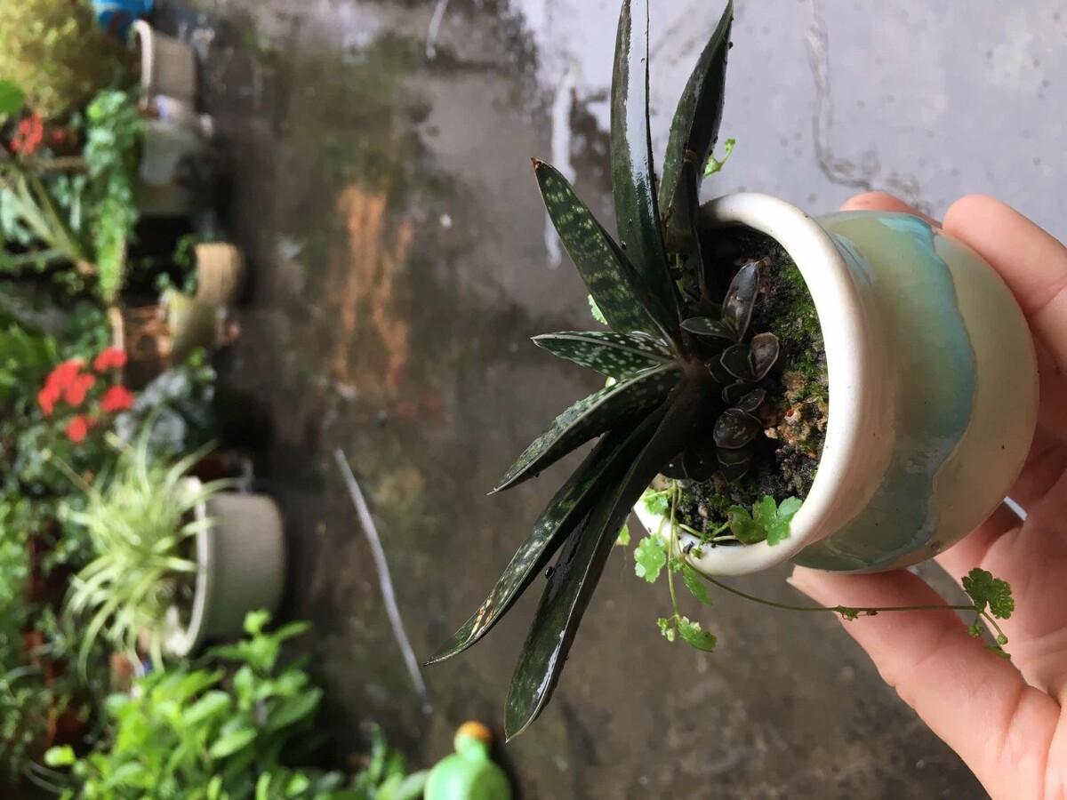 美容用芦荟选多少年的,芦荟几年可以使用