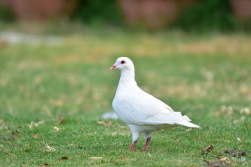 83717
