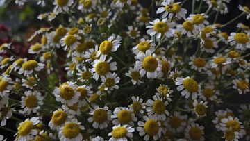 A29564A7-784B-43E0-9F24-0B2F16516712/L0/001