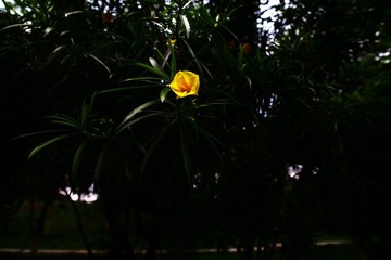 DPP_0016.JPG