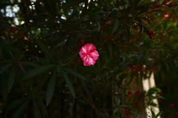 DPP_0030.JPG