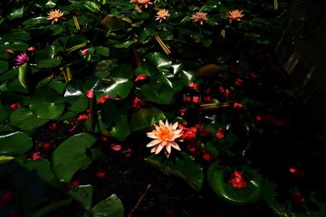 DPP_042102.JPG