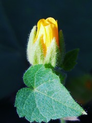 3736333
