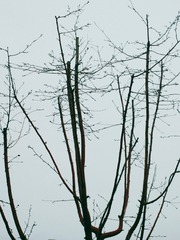 3750462