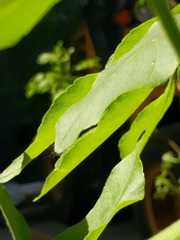 3713678