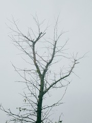 3750464