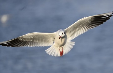 9967