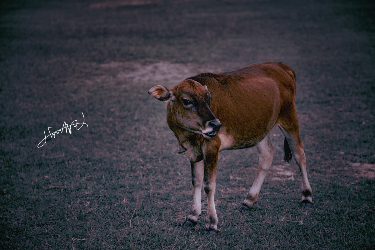 香港拍的小黄牛,后期尽量保留2种冷暖色彩
