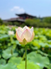 466FA091-A461-4F50-8A09-F8C40F655D83/L0/001