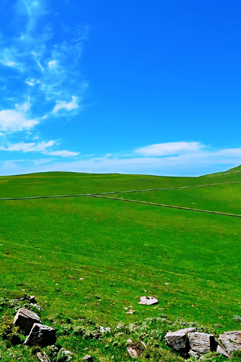 六月的马伦草原