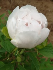 1553086