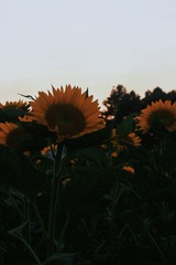 F2FBB20D-5AF7-4D32-A270-F12868CCD840/L0/001