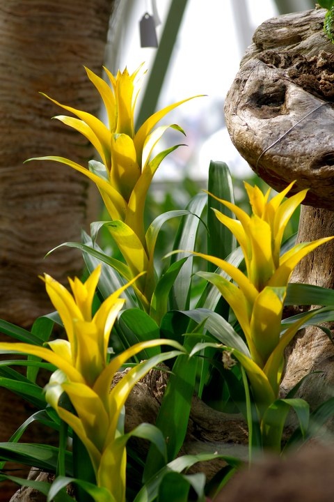 被我统称为宝石花的植物俯视龙刺有叶子,不会干吗?