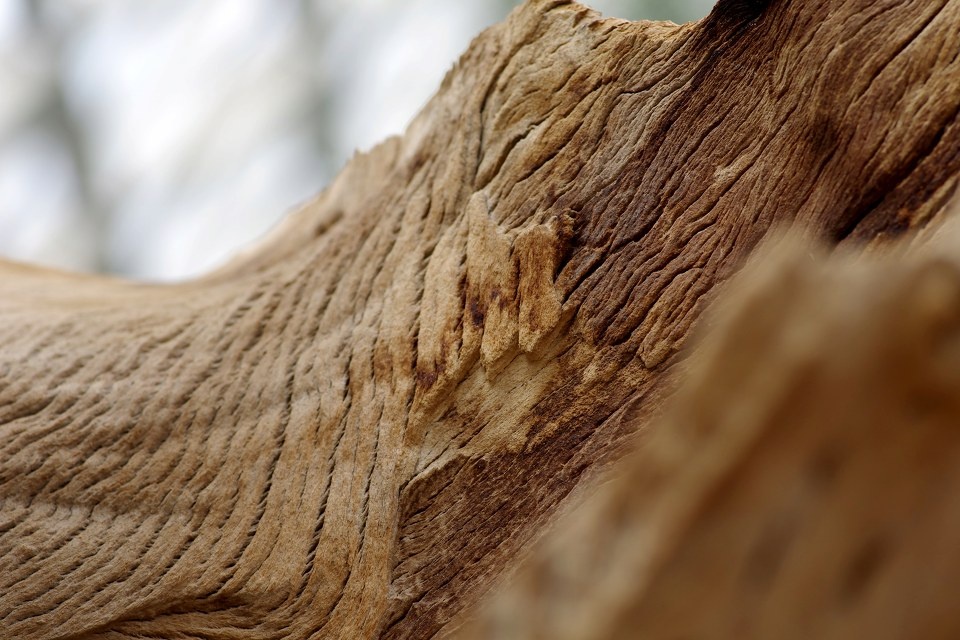 辰山植物园 - 紫丁香 - 图虫
