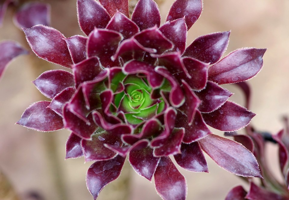 被我统称为宝石花的植物 br />