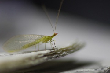 IMGP9109.JPG