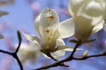 IMGP9313.JPG