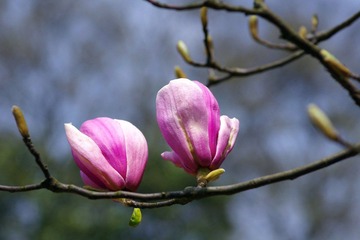 IMGP9314.JPG