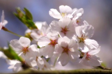 IMGP9323.JPG