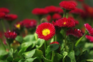IMGP9912.JPG