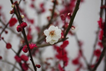 IMGP8753.JPG