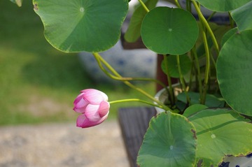 IMGP3784.jpg