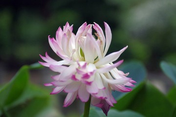 IMGP3875.jpg