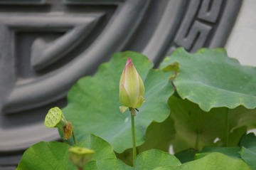 IMGP3927.jpg