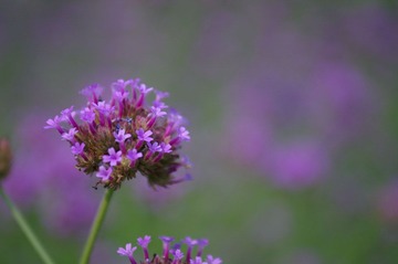 IMGP4125.jpg