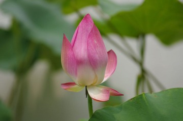 IMGP3926.jpg